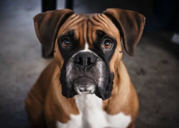 20 Fun Facts About the Boxer