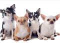 Get to Know the Chihuahua