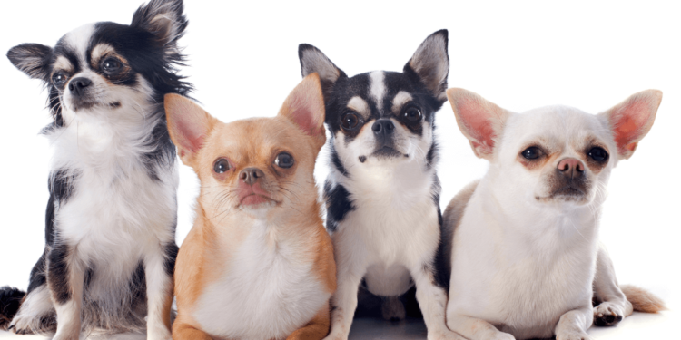 Get to Know the Chihuahua