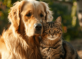 Funny Differences Between Cats and Dogs